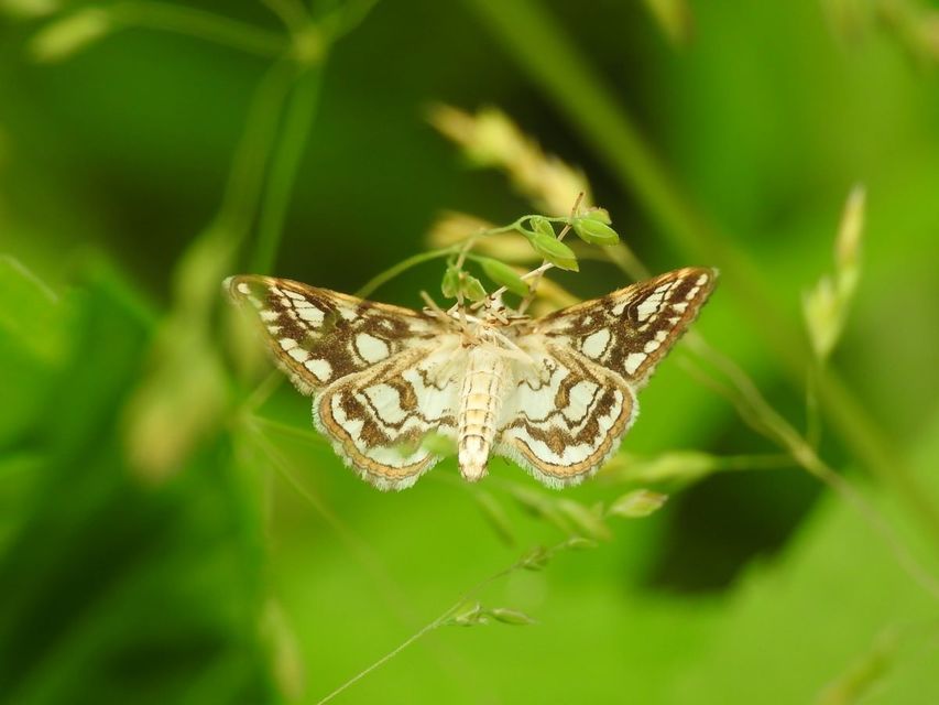 Elophila nymphaeata - tarka vízimoly
