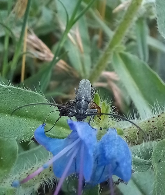 Phytoecia coerulescens - kígyósziszcincér