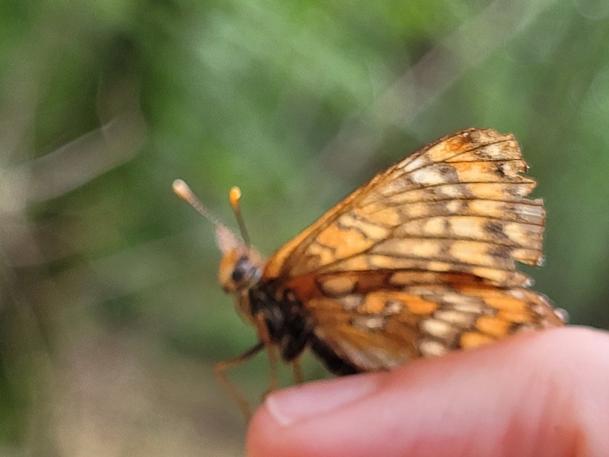 Euphydryas maturna - díszes tarkalepke