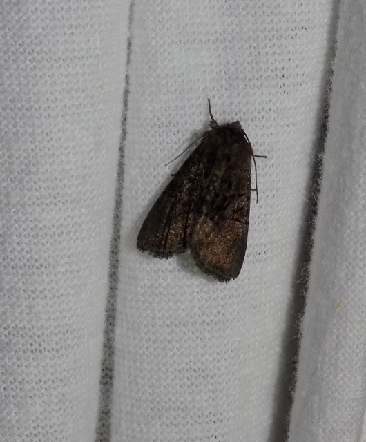 Oligia latruncula - fekete dudvabagoly