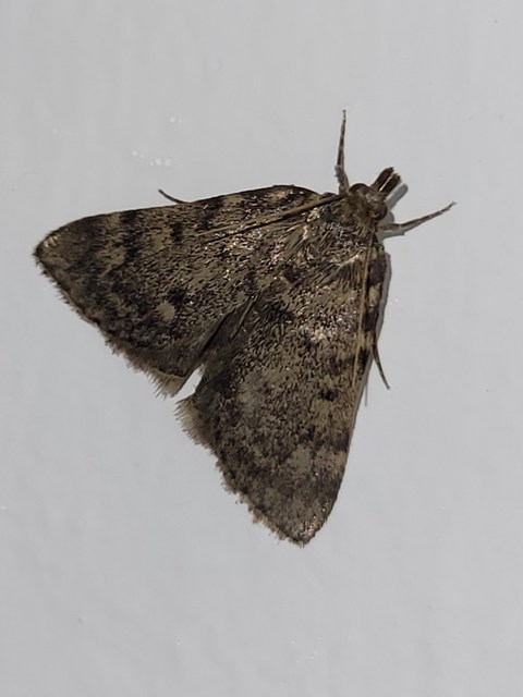 Aglossa pinguinalis - zsiradékmoly