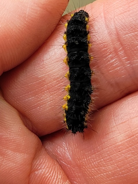 Saturnia pavoniella/pavonia Saturnia pavoniella/pavonia