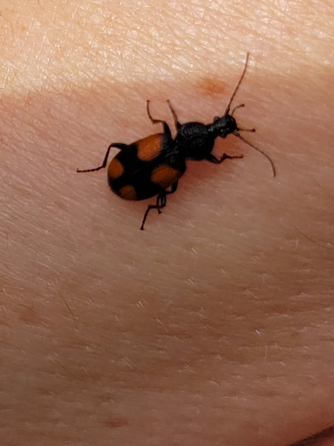 Panagaeus bipustulatus - kis keresztesfutó