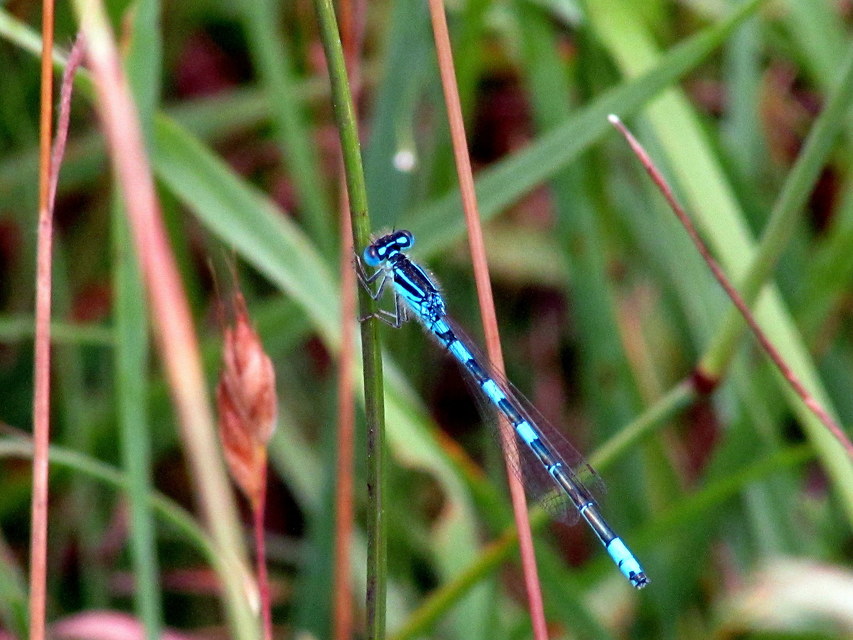 Coenagrion scitulum - mediterrán légivadász