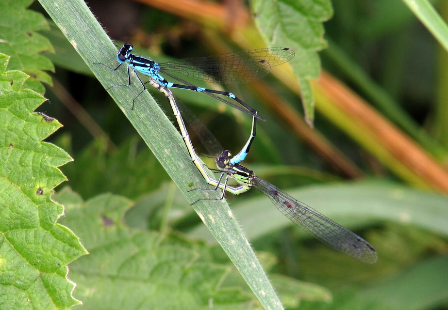 Coenagrion pulchellum - karcsú légivadász