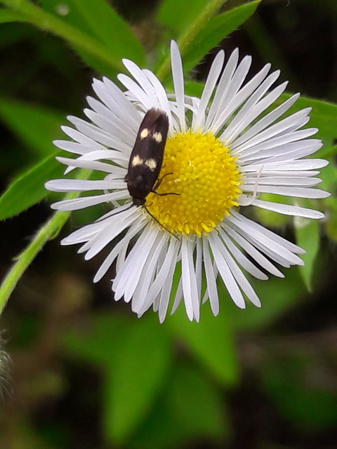 Parascythris muelleri - kétpettyes zöldmoly