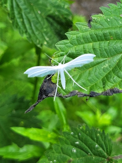Pterophorus pentadactyla - fehér tollasmoly