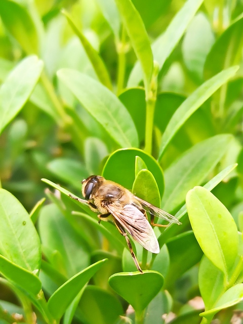 Eristalis tenax - közönséges herelégy
