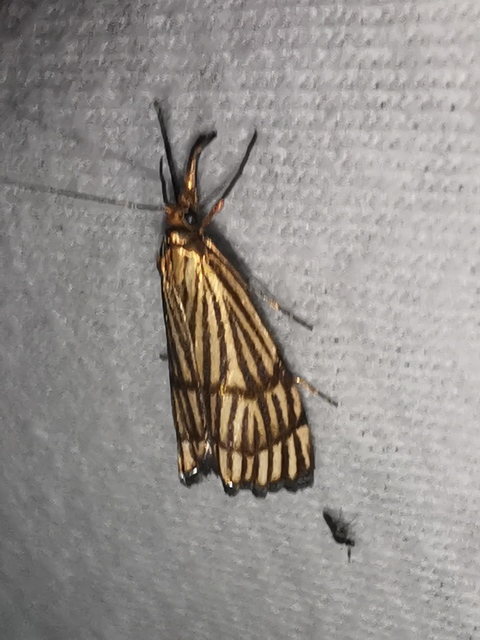 Chrysocrambus linetella - déli fűgyökérmoly