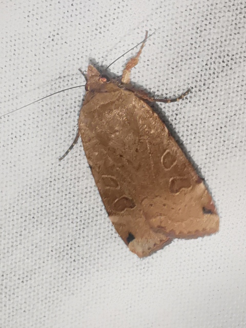 Noctua orbona - foltos sárgafűbagoly