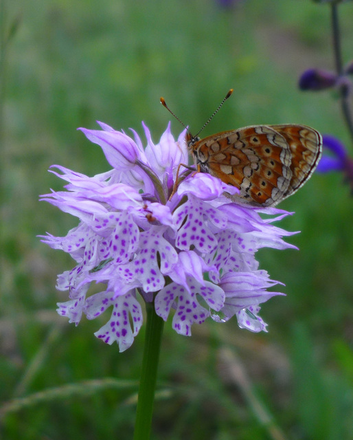 Euphydryas aurinia - lápi tarkalepke