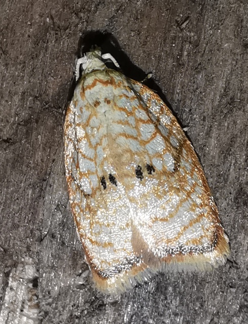 Acleris forsskaleana - juharos levélmoly