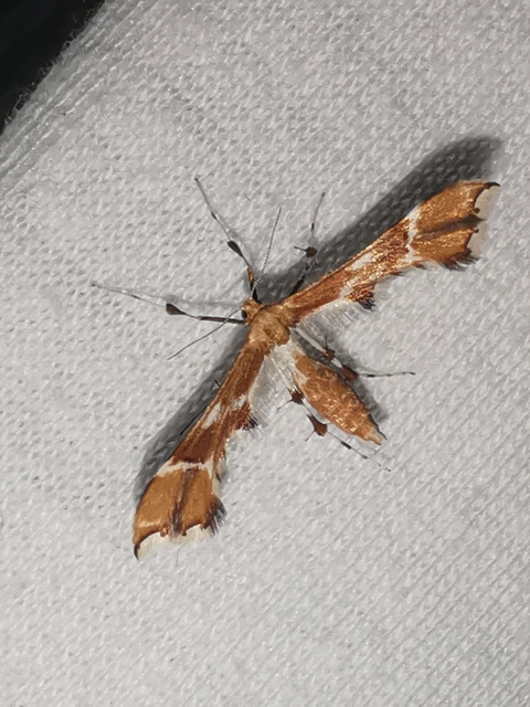 Cnaemidophorus rhododactyla - rózsabogyó-tollasmoly