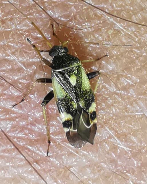 Polymerus Polymerus