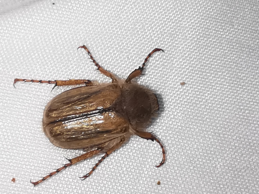 Amphimallon solstitiale - bordás sárgacserebogár