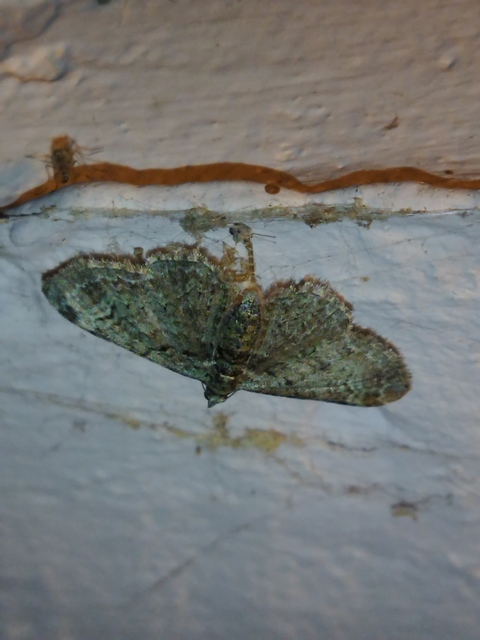 Pasiphila rectangulata - almavirág-araszoló