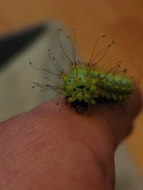 Saturnia pyri - nagy pávaszem