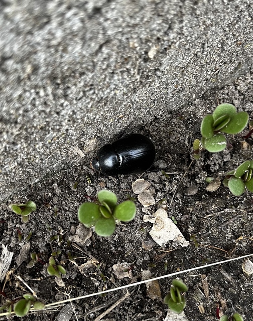 Pentodon idiota - butabogár