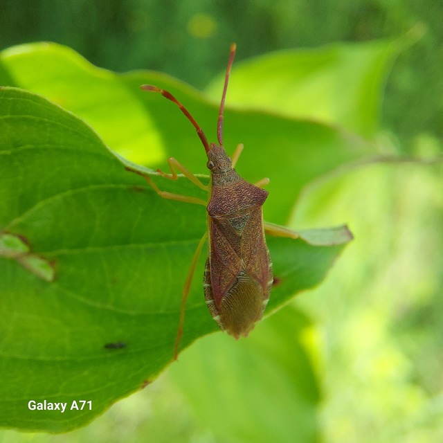 Gonocerus acuteangulatus - aranypetés karimáspoloska