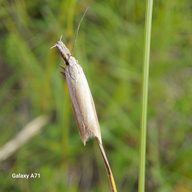 Pleurota
