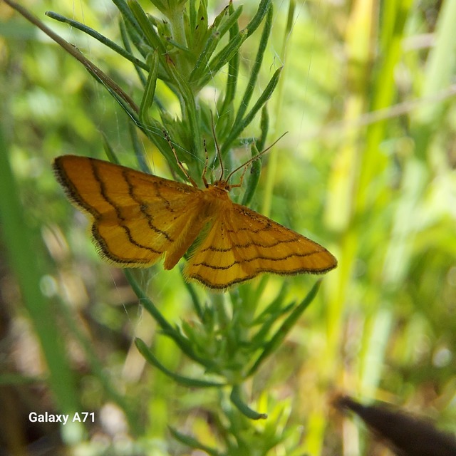 Idaea aureolaria - aranyos sávosaraszoló