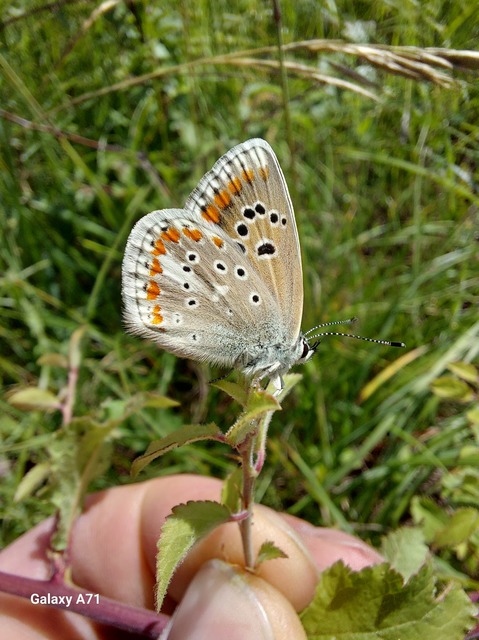 Polyommatus dorylas - fénylő boglárka