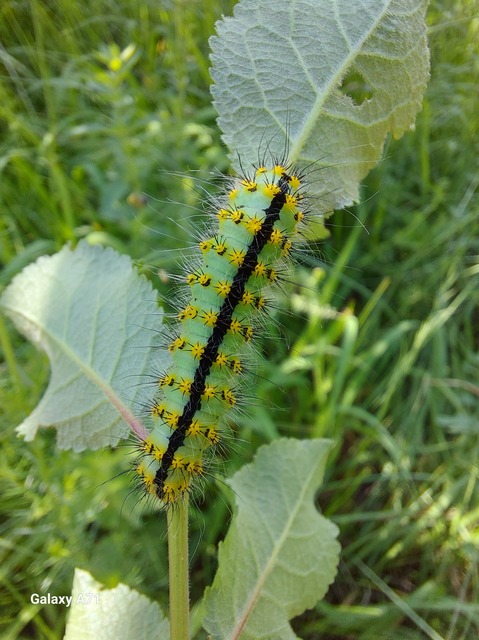 Saturnia pavoniella/pavonia Saturnia pavoniella/pavonia