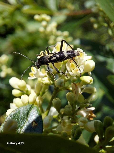 Chlorophorus figuratus - rajzos darázscincér