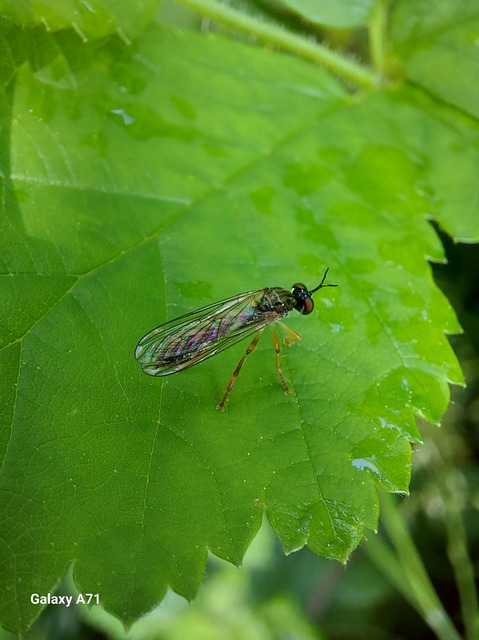 Dioctria linearis - karcsú héjalégy
