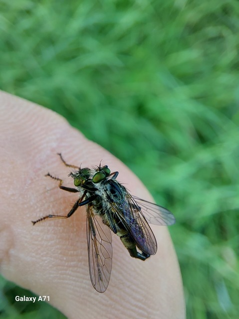 Neoitamus