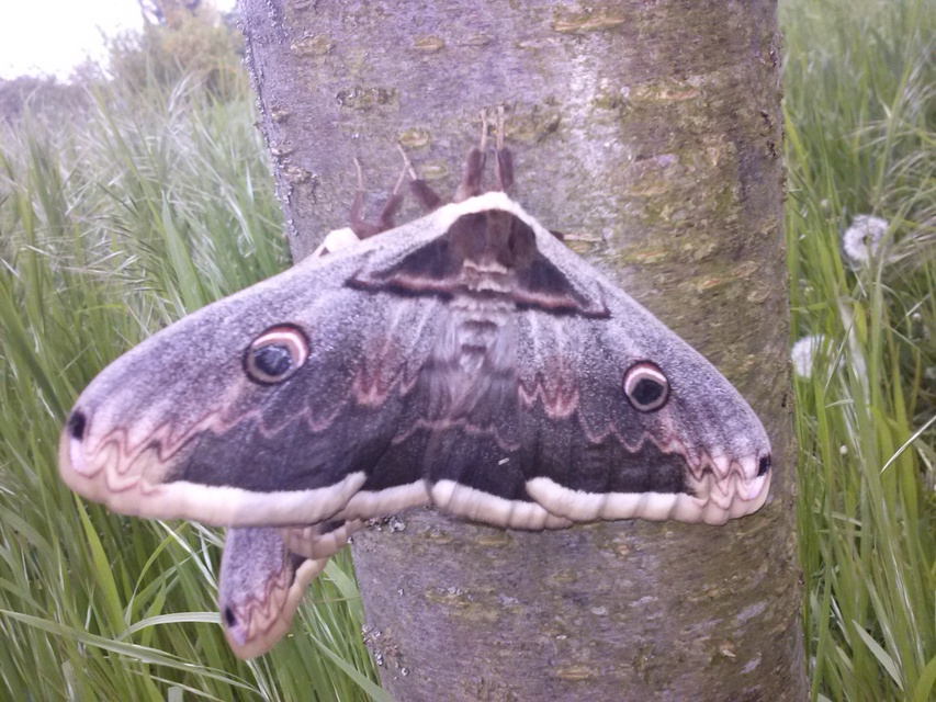 Saturnia pyri - nagy pávaszem