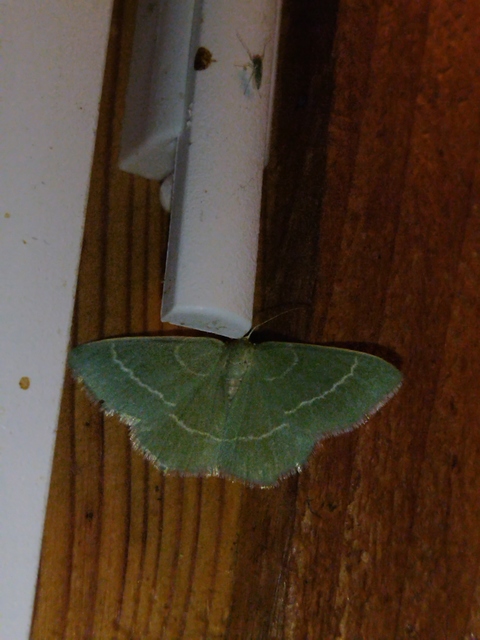 Chlorissa viridata - üdezöld araszoló
