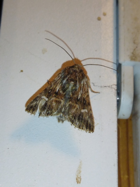 Calophasia lunula - gyújtoványfű-apróbagoly