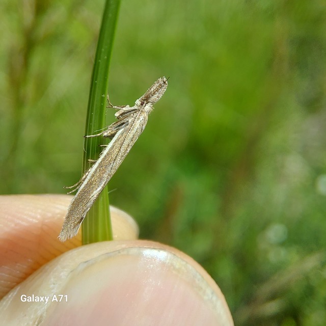 Pleurota