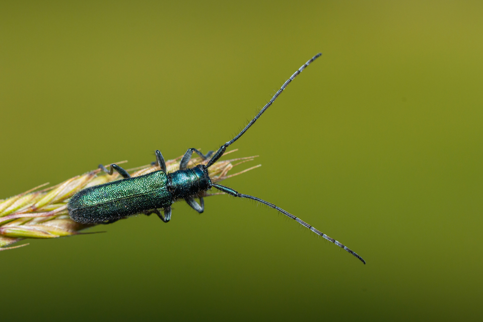Agapanthia violacea - kék somkórócincér
