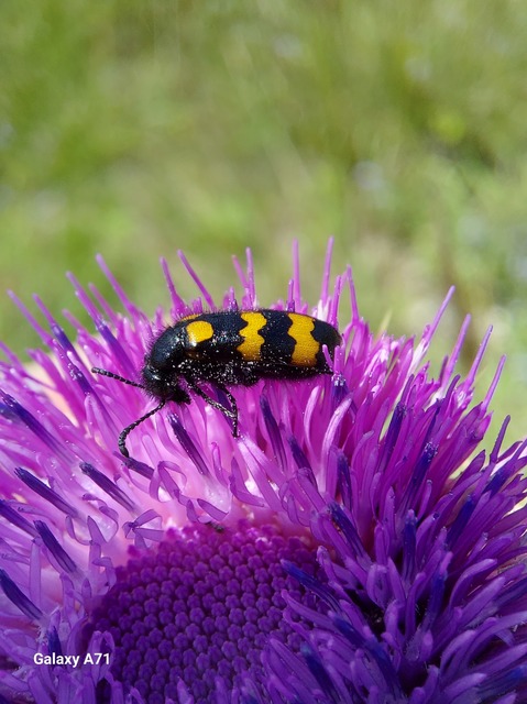 Mylabris variabilis - szalagos hólyaghúzó