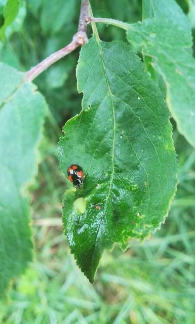Adalia bipunctata - kétpettyes katica