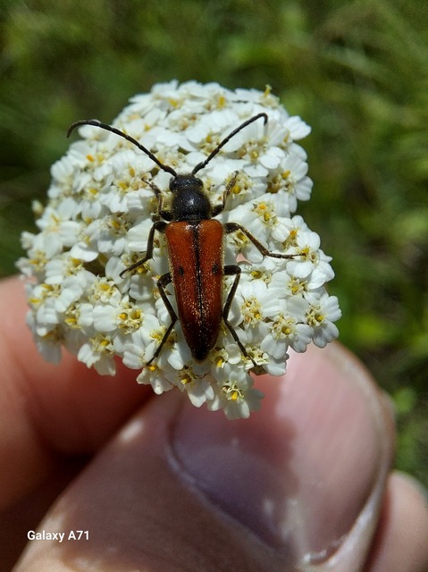 Vadonia unipunctata - kétpettyes virágcincér