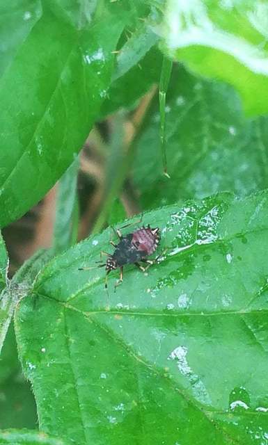 Deraeocoris ruber - vöröses mezeipoloska