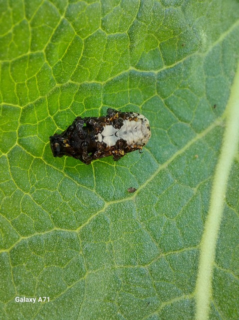 Platyrhinus resinosus - nagy orrosbogár