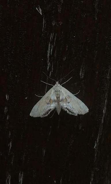Cataclysta lemnata - békalencsemoly