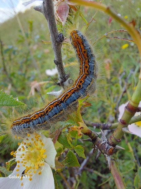 Malacosoma castrensis - kutyatejszövő