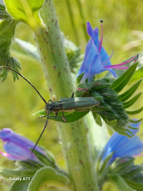 Phytoecia coerulescens - kígyósziszcincér
