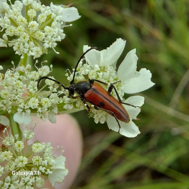 Vadonia unipunctata - kétpettyes virágcincér