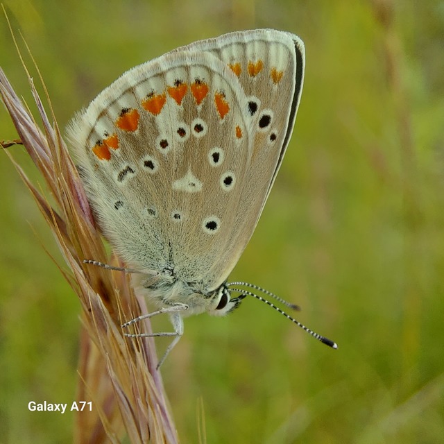 Polyommatus dorylas - fénylő boglárka