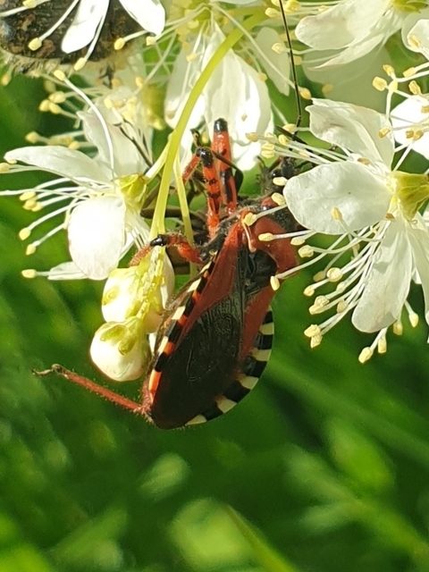 Rhynocoris iracundus - közönséges gyilkospoloska