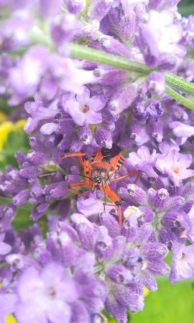 Rhynocoris iracundus - közönséges gyilkospoloska