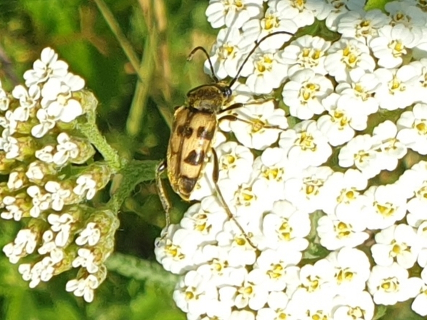 Pachytodes cerambyciformis - változékony virágcincér