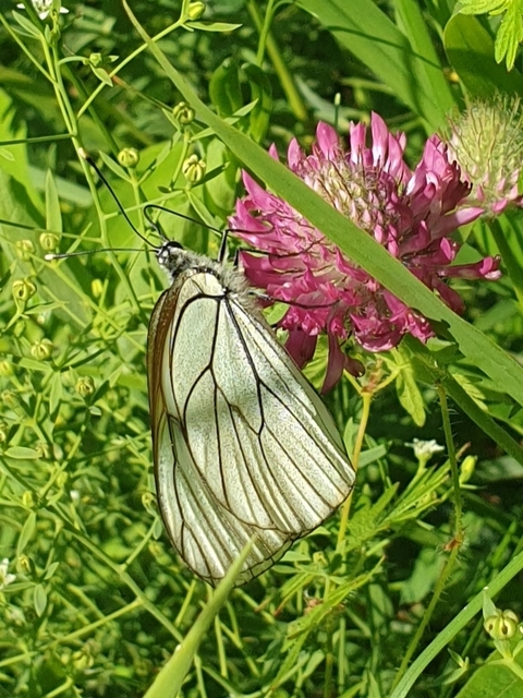 Aporia crataegi - galagonyalepke