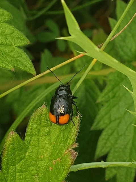 Cryptocephalus biguttatus
